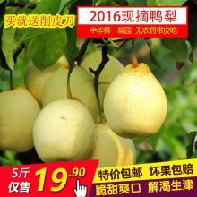 山东冠县李芦村农副产品销售中心 打造绿色餐桌，连接城乡美味